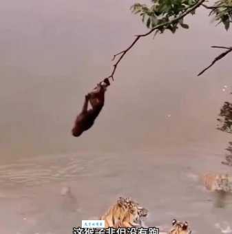 揭秘:哪些动物敢虎口夺食?十二生肖中“虎口夺食”的动物有哪些?