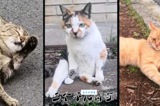 吊儿郎当打一动物,答案你猜对了吗?