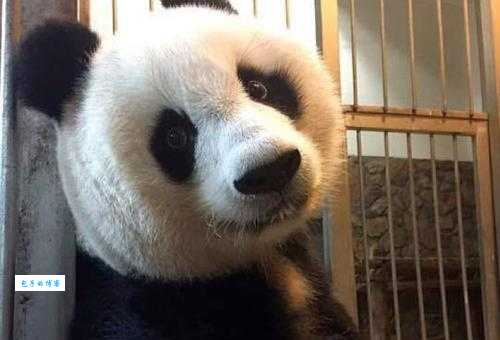 月满西楼打一动物正确答案是什么？