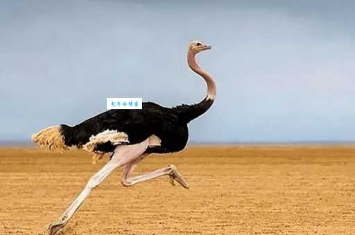 揭秘:欲钱买呆头呆脑的动物,原来是它!