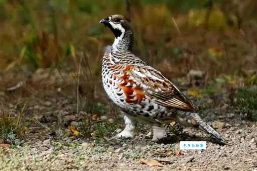 东北飞龙是什么动物?探秘这种珍稀鸟类的生存现状