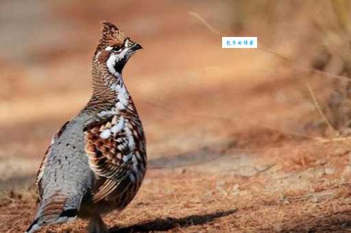 东北飞龙是什么动物?探秘这种珍稀鸟类的生存现状