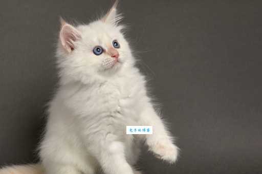 动物面黄肌瘦是什么原因?这几个生肖容易出现这种情况!