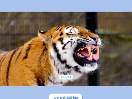 一日之长是哪个生肖动物?多种说法大比拼!