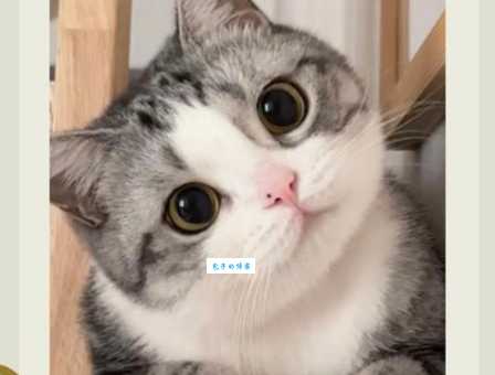 猜一猜：迎刃而解打一动物，你会猜对吗？