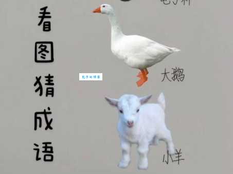 忠言逆耳猜动物,答案让你意想不到!