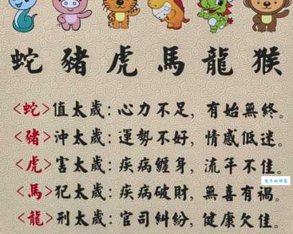 揭秘:静观其变的生肖有哪些?它们有什么共同点?