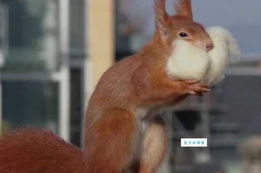 手忙脚乱是什么动物?答案让你意想不到!