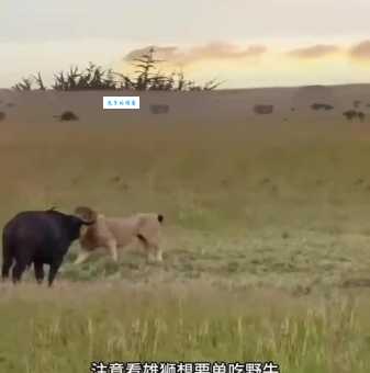 手忙脚乱是什么动物?答案让你意想不到!