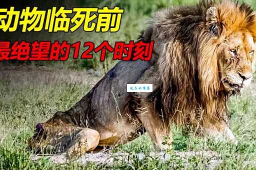 生离死别动物故事:那些令人心碎的动物生死瞬间