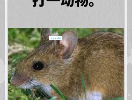 里丑捧心指的是哪个生肖?答案让你意想不到