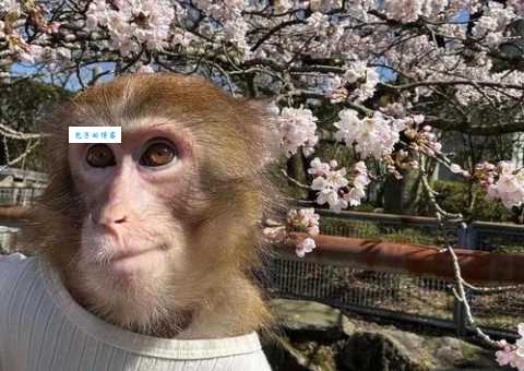 自讨没趣打一动物，你猜是什么生肖？