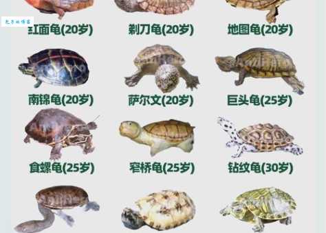 寿命长，像龟鹤一样，猜一个生肖动物！