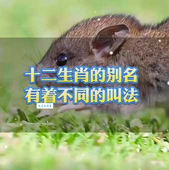 粗衣粝食是什么动物象征?解读生肖与生活方式的关联。