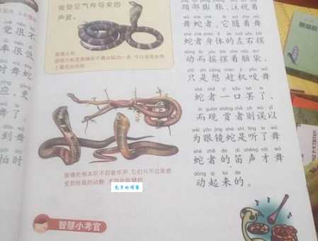 骂不还口是什么动物?揭秘打不还手,骂不还口的动物之谜