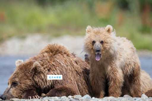 鹤知夜半打一生肖指什么动物?答案揭晓!