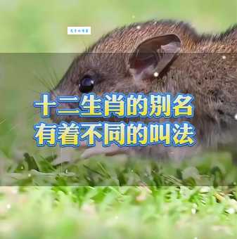 猜生肖:来日方长指的是哪种动物?