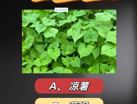 儿童益智：木兰之子，猜猜是什么农作物？