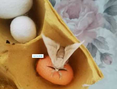 春蚕到底代表什么生肖？深入分析春蚕与生肖关系
