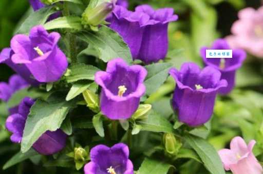 出水芙蓉打一花名：答案揭晓，猜猜是什么花？