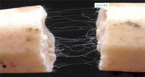 藕断丝连指什么生肖?揭秘隐藏生肖秘密