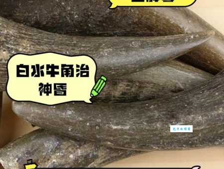 黑牛白角代表什么？揭秘黑牛白角的深层含义