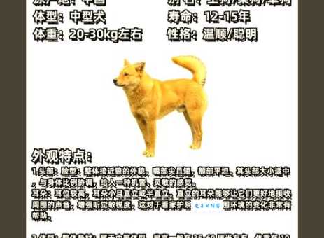 播种打一动物名是什么？附详细解答和解释