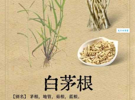 穷苗苦根是什么意思?了解其典故及现代意义