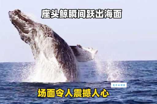 翻江倒海，哪个动物能做到？答案就在这里