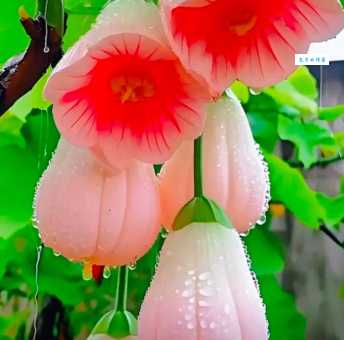 奇花异果是什么意思?详解奇花异果的含义及典故