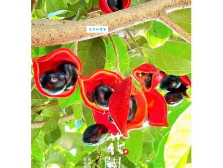 奇花异果是什么意思?详解奇花异果的含义及典故