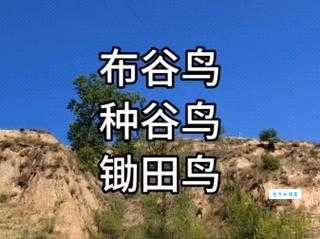 播种打一动物是什么？答案揭晓布谷鸟！
