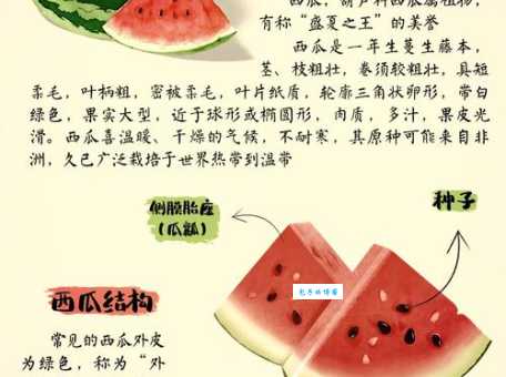 西瓜的营养价值大揭秘:清热解暑又降压