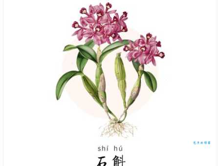 斛珠是什么意思?深度解析斛珠的含义及用法