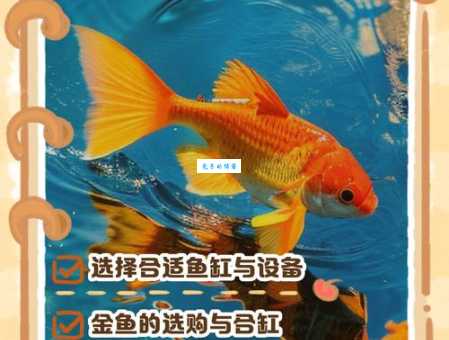 小金鱼怎么养才能活得久?延长小金鱼寿命的实用技巧
