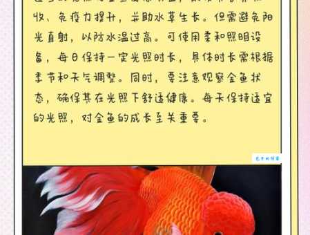 小金鱼怎么养才能活得久?延长小金鱼寿命的实用技巧