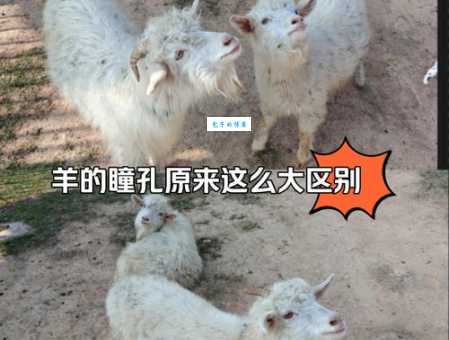 羊的瞳孔真是长方形的吗?揭秘羊眼瞳孔的秘密