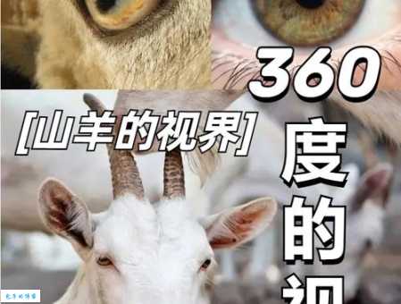羊的瞳孔真是长方形的吗？揭秘羊眼瞳孔的秘密