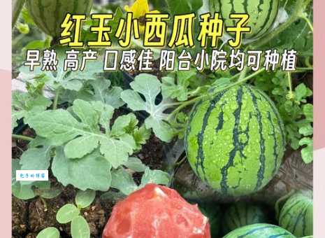 想了解红玉西瓜？告诉你它的独特之处：皮薄、甜、多汁！