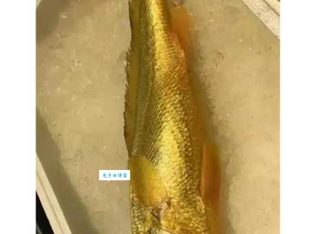野生大黄鱼价格为什么这么高?探秘其稀有性和高昂捕捞成本