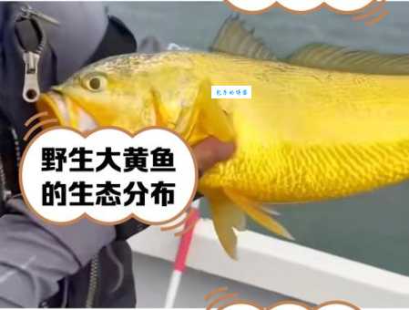 野生大黄鱼价格为什么这么高?探秘其稀有性和高昂捕捞成本