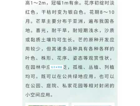 轻松了解有芒作物：它们是什么？有哪些种类？