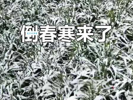 三月飞雪：是好运的象征还是倒春寒的预警？