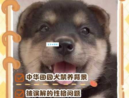 为什么很多城市禁养中华田园犬？背后原因是什么？