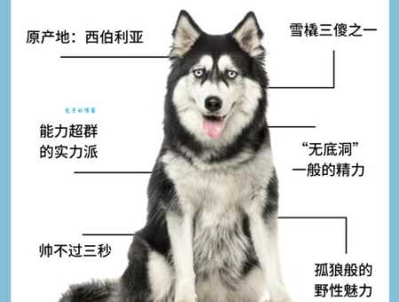 想养雪橇犬还是哈士奇?先了解它们的主要区别!