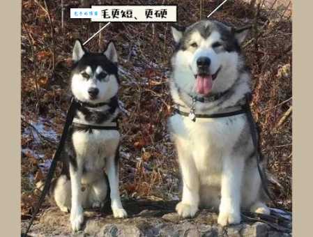 想养雪橇犬还是哈士奇?先了解它们的主要区别!