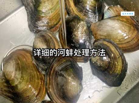 如何清洗河蚌?简单几步教你做出美味河蚌菜
