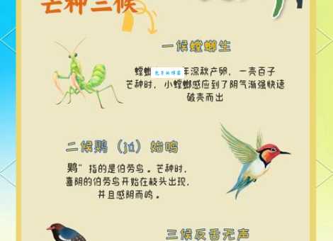 芒种节气的风俗是什么?有哪些有趣的传统习俗?