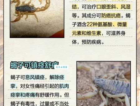 蝎子爱吃什么?带你了解蝎子的饮食喜好和捕猎技巧