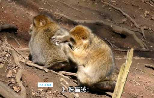 “无肠公子”指什么动物?揭秘这个有趣的古称!